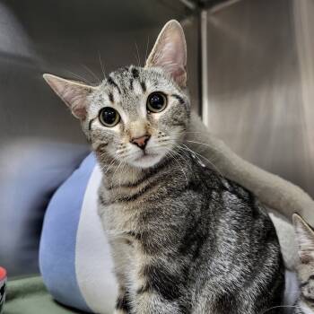 Rescue Domestic Short Hair Cats for Adoption in Middleburg, Florida - Hashbrown 27595 | PetCurious