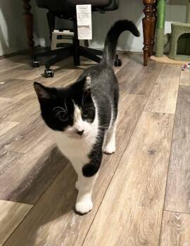Rescue Domestic Short Hair Cats for Adoption - Tracy | PetCurious