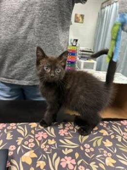 Spartacus -  Domestic Short Hair Cat for Adoption in Cincinnati, Ohio - Spartacus | PetCurious