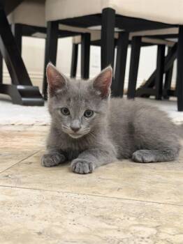 Domestic Short Hair Cats Available for Adoption in Tustin, California - MIST | PetCurious