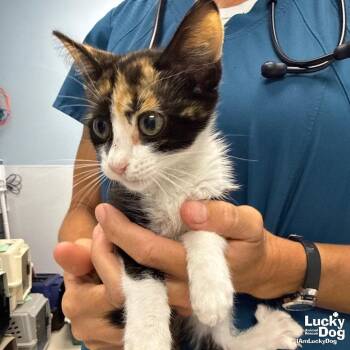 Willow -  Domestic Short Hair Cat for Adoption in Washington, District Of Columbia - Willow | PetCurious