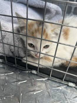MANGO -  Domestic Medium Hair Cat for Adoption in Palmetto, Florida - MANGO | PetCurious