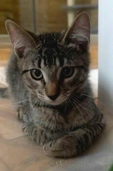 Raider -  Tabby and Domestic Short Hair Cat for Adoption in Walnut Creek, California - Raider | PetCurious