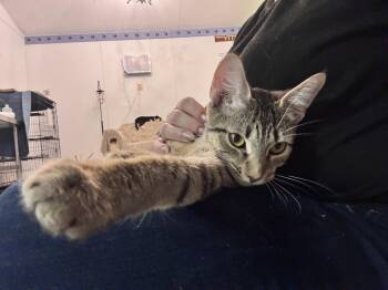 Robin -  Domestic Short Hair Cat for Adoption in Rocky Ridge, Maryland - Robin | PetCurious