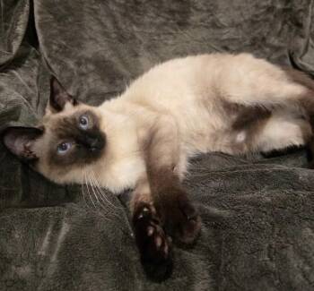 Blossom -  Domestic Short Hair Cat for Adoption in Anchorage, Alaska - Blossom | PetCurious