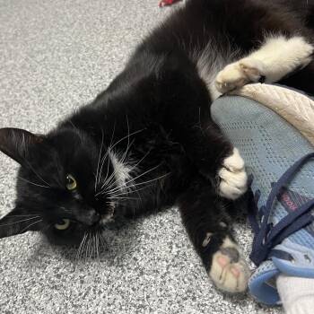 Tuxedo Cats Available for Adoption in Monticello, Iowa - Mike | PetCurious