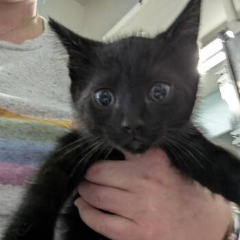 HiJack -  Domestic Short Hair Cat for Adoption in Columbia, Missouri - HiJack | PetCurious