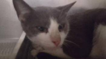 Eva (aka) Rene -  Domestic Short Hair Cat for Adoption in St. Augustine, Florida - Eva (aka) Rene | PetCurious