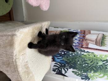 Pepper -  Domestic Medium Hair Cat for Adoption in Bethel Park, Pennsylvania - Pepper | PetCurious