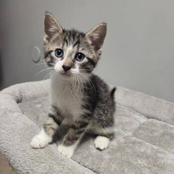 Domestic Short Hair Cats Available for Adoption in Columbia, Missouri - KitKat | PetCurious