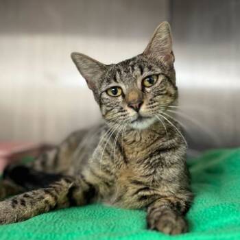 Rescue Domestic Short Hair Cats for Adoption in Bryan, Texas - 58861255 | PetCurious
