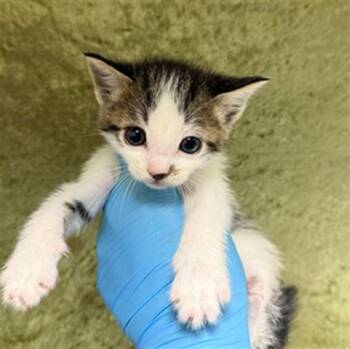 MIRIAM -  Domestic Short Hair Cat for Adoption in Riverside, California - MIRIAM | PetCurious