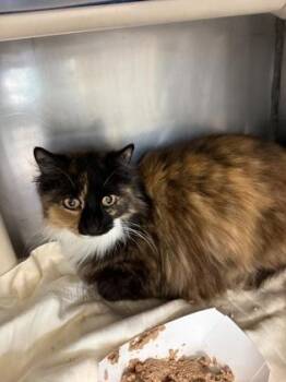 Domestic Long Hair and Domestic Short Hair Cats Available for Adoption in Morristown, New Jersey - Neen Bean | PetCurious