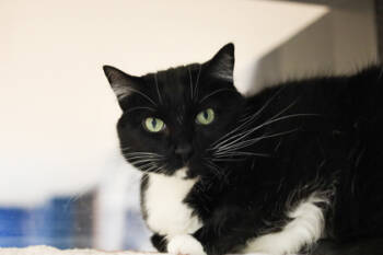 Rescue Domestic Short Hair Cats for Adoption in Woodbury, Minnesota - Charlie | PetCurious