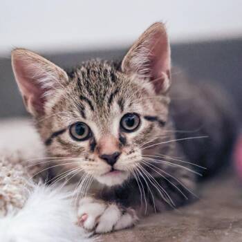 Domestic Short Hair Cats Available for Adoption - **Cat Cafe** WD Snodgrass | PetCurious