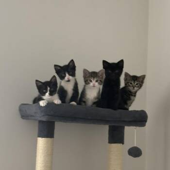 Domestic Short Hair Cats Available for Adoption in Chicago, Illinois - Liberty | PetCurious