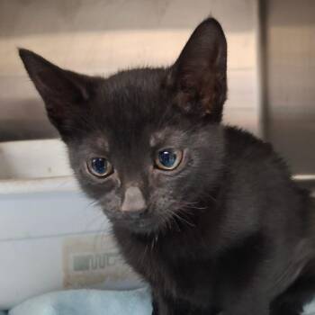 Domestic Short Hair Cats Available for Adoption in Lakeland, Florida - Chocolate Habanero | PetCurious