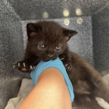 Domestic Short Hair Cats Available for Adoption in Pasadena, California - Chococat | PetCurious
