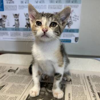 GRISELDA -  Domestic Short Hair Cat for Adoption in San Antonio, Texas - GRISELDA | PetCurious