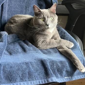 Domestic Short Hair Cats Available for Adoption in Abbotsford, British Columbia - Mr.Samson | PetCurious
