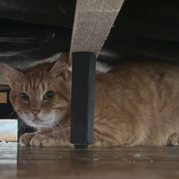 Rescue Domestic Short Hair Cats for Adoption in New York, New York - Mitchel | PetCurious