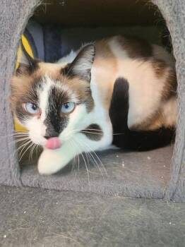 Missy Mae -  Domestic Short Hair Cat for Adoption in Scottsbluff, Nebraska - Missy Mae | PetCurious