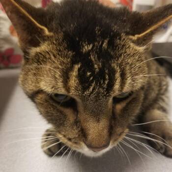 Chaco -  Domestic Short Hair Cat for Adoption in Taos, New Mexico - Chaco | PetCurious