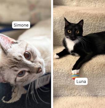 Simone / Luna -  Domestic Short Hair Cat for Adoption in Minneapolis, Minnesota - Simone / Luna | PetCurious