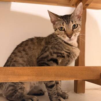 Tajin -  Domestic Short Hair Cat for Adoption in South Miami, Florida - Tajin | PetCurious