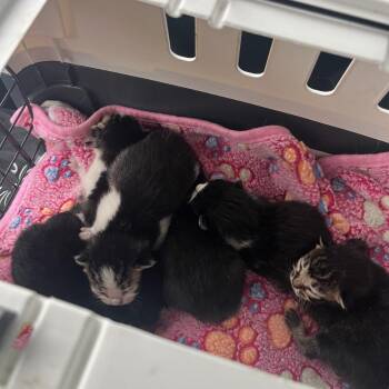 Domestic Short Hair Cats Available for Adoption in Normal, Illinois - Bobby | PetCurious