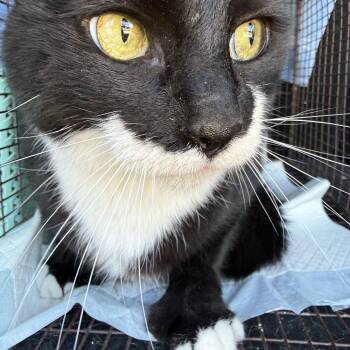 Carlo -  Domestic Short Hair Cat Available for Adoption in Marana, Arizona - Carlo | PetCurious