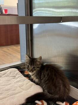 Jackie -  Domestic Short Hair Cat for Adoption in Hilton Head Island, South Carolina - Jackie | PetCurious