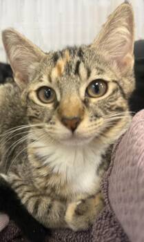 Mathilda Germann -  Calico and Tabby Cat for Adoption in Chandler, Arizona - Mathilda Germann | PetCurious