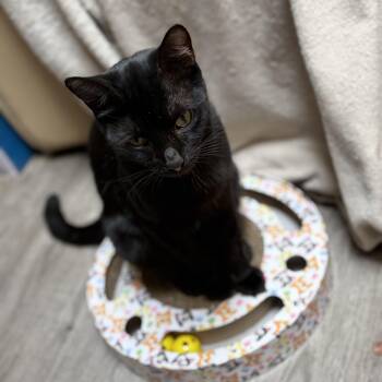 Ebony -  Domestic Short Hair Cat for Adoption in Brentwood, California - Ebony | PetCurious