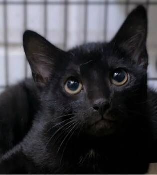 Palmer -  Domestic Short Hair Cat for Adoption in Ozark, Alabama - Palmer | PetCurious