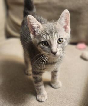 Focus -  Domestic Short Hair Cat for Adoption in Raleigh, North Carolina - Focus | PetCurious