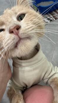 Blaze -  Domestic Long Hair Cat for Adoption in Monticello, Indiana - Blaze | PetCurious