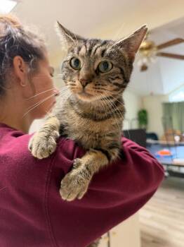 Pumpkin Pie -  Domestic Short Hair Cat for Adoption in Milton, Delaware - Pumpkin Pie | PetCurious