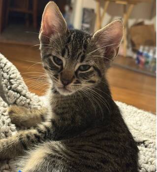 Rescue Tabby Cats for Adoption in Paulina, Louisiana - Max | PetCurious