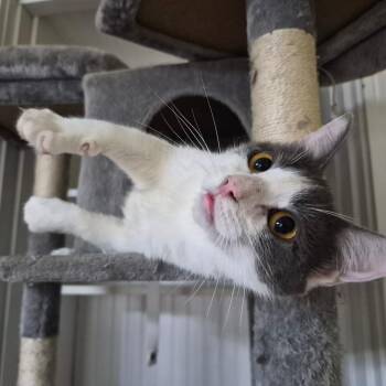 Cupid -  Domestic Short Hair Cat for Adoption in Lexington, Kentucky - Cupid | PetCurious