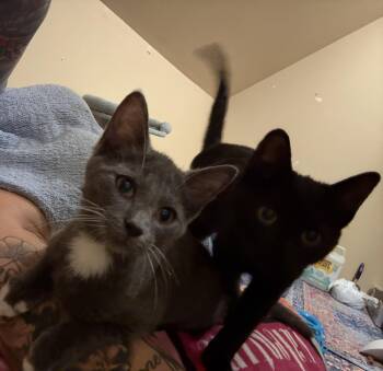 Cheesecake & Pudding -  Domestic Short Hair Cat for Adoption in Thomaston, Connecticut - Cheesecake & Pudding | PetCurious