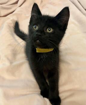 Apple/Cherry/Date -  Domestic Short Hair Cat for Adoption in Rocky Hill, Connecticut - Apple/Cherry/Date | PetCurious