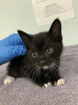 Domestic Short Hair Cats Available for Adoption in Largo, Florida - Manny | PetCurious