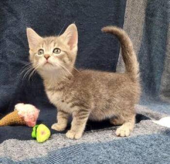 Kaia -  Domestic Short Hair Cat Available for Adoption in Bucyrus, Ohio - Kaia | PetCurious