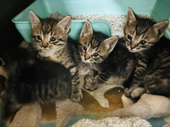 Pochita -  Domestic Short Hair Cat for Adoption in Minneapolis, Minnesota - Pochita | PetCurious