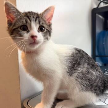 7 Black Swan -  Domestic Short Hair Cat for Adoption in Puslinch, Ontario - 7 Black Swan | PetCurious