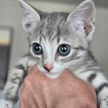 Atlas -  Domestic Short Hair Cat for Adoption in Midland, Texas - Atlas | PetCurious