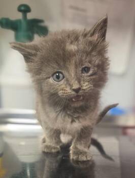 Bender -  Domestic Long Hair and Domestic Short Hair Cat for Adoption in Fresno, California - Bender | PetCurious
