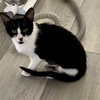 Domestic Short Hair Cats Available for Adoption in Las Vegas, Nevada - Mimi | PetCurious