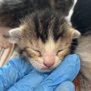 Arris -  Domestic Short Hair Cat for Adoption in San Antonio, Texas - Arris | PetCurious